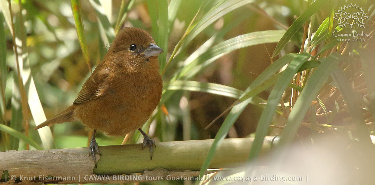 Blue Seedeater in Guatemala