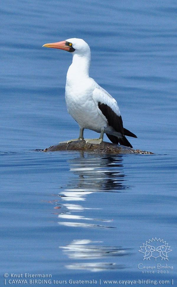 Nazca Booby in Guatemala.