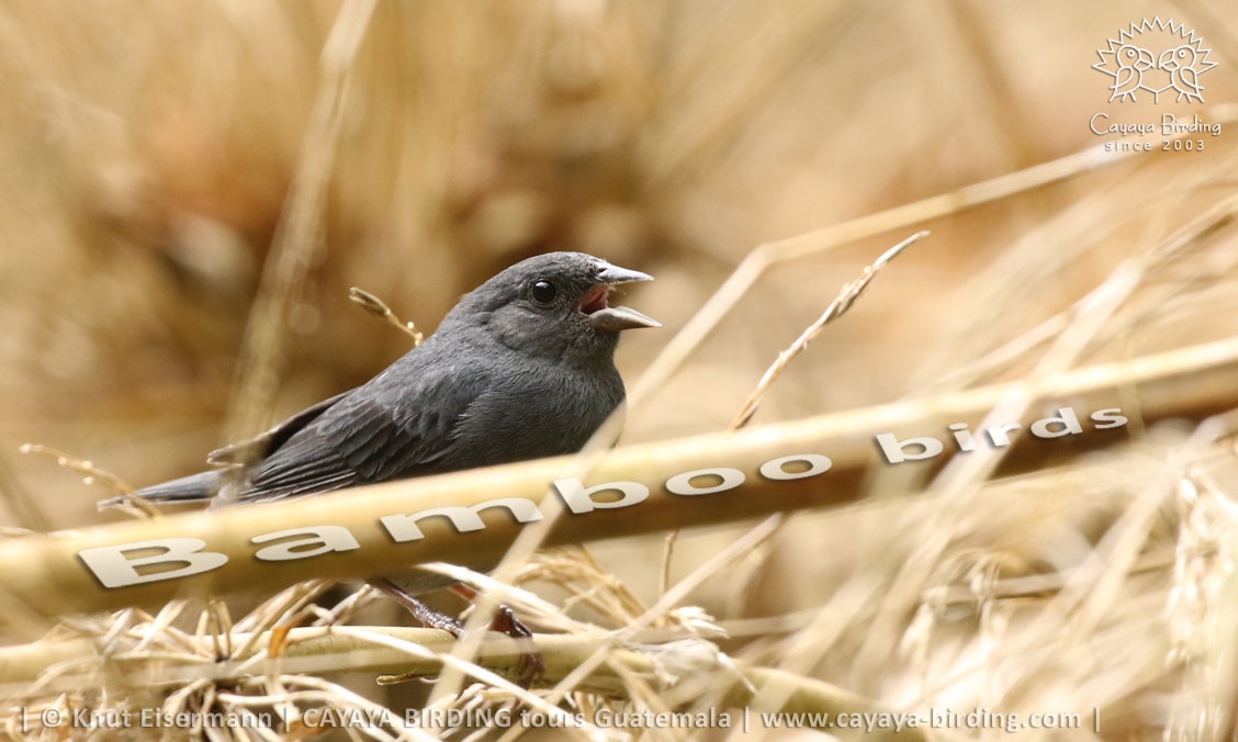 Slaty Finch in Guatemala