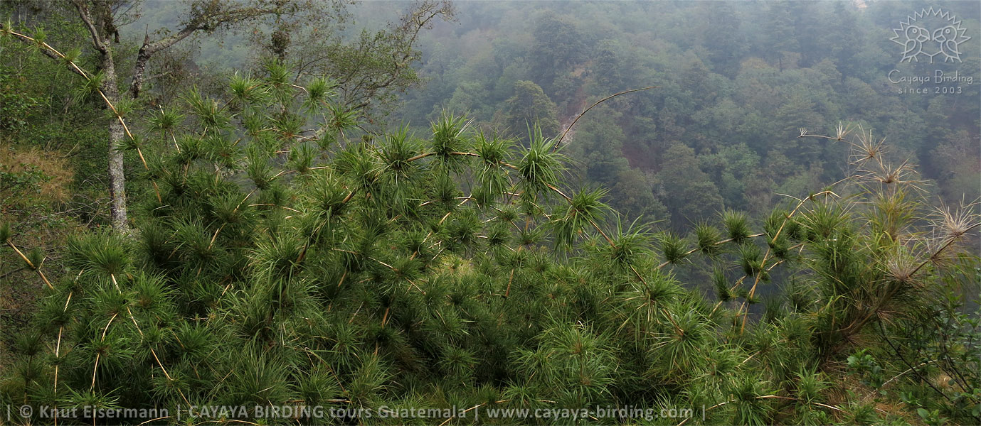Chusquea bamboo thicket in the highlands of Guatemala.