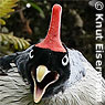 Horned Guan