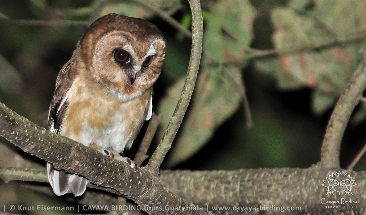 Unspotted Saw-whet Owl