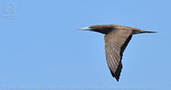 Brown Booby in Guatemala
