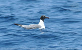 Franklin's Gull in Guatemala