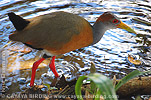 Gray-necked Wood-Rail