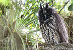 Stygian Owl