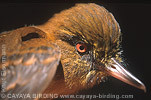 Bright-rumped Attila