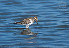 White-rumped Sandpiper