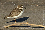 Wilson's Plover