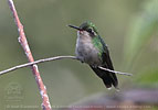 female Canivet's Emerald