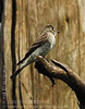 Western Wood Pewee