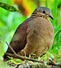 White-faced Quail-Dove