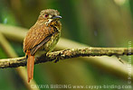 White-whiskered Puffbird