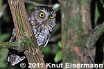 gray morph Bearded Screech-Owl
