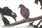 Pale-vented Pigeon