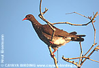 Scaled Pigeon