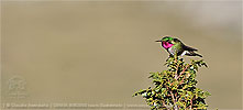 male Broad-tailed Hummingbird