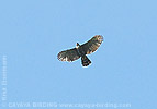 Ornate Hawk-Eagle