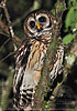 Fulvous Owl