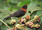 Rufous-collared Thrush
