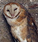 American Barn Owl