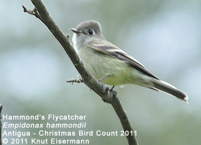 Hammond's Flycatcher
