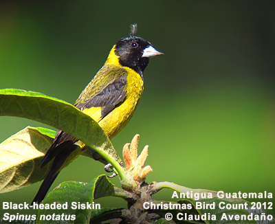 Black-headed Siskin