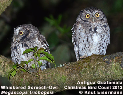 Whiskered Screech-Owl