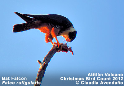 Bat Falcon