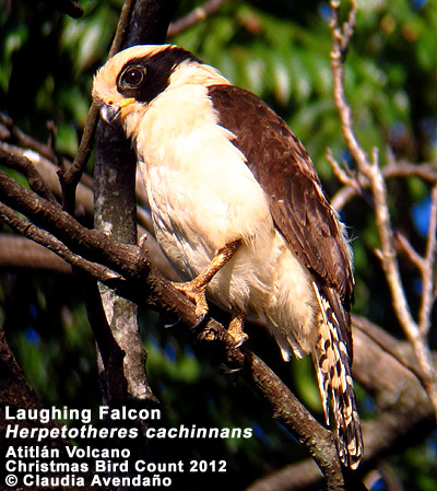 Laughing Falcon