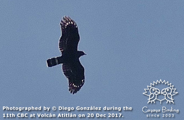 Crane Hawk