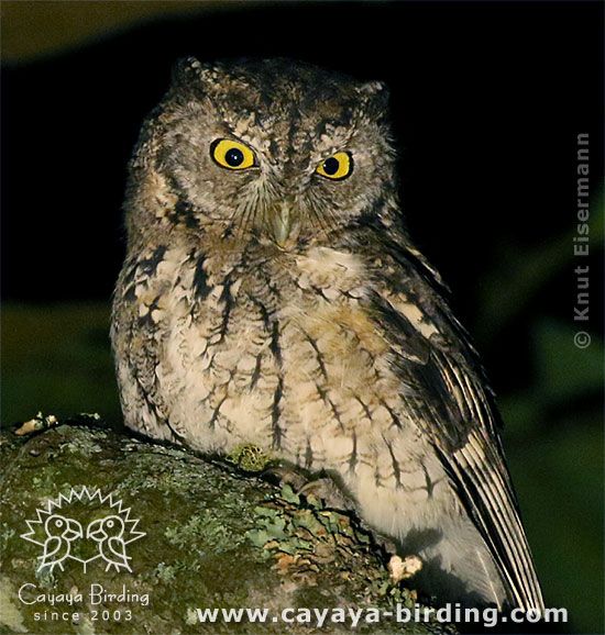 Whiskered Screech-Owl