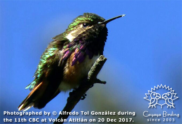 Wine-throated Hummingbird