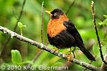Rufous-collared Robin