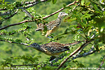 Lesser Roadrunner