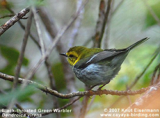 Black-throated Green Warbler