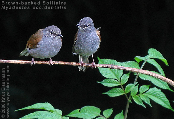 Brown-backed Solitaire