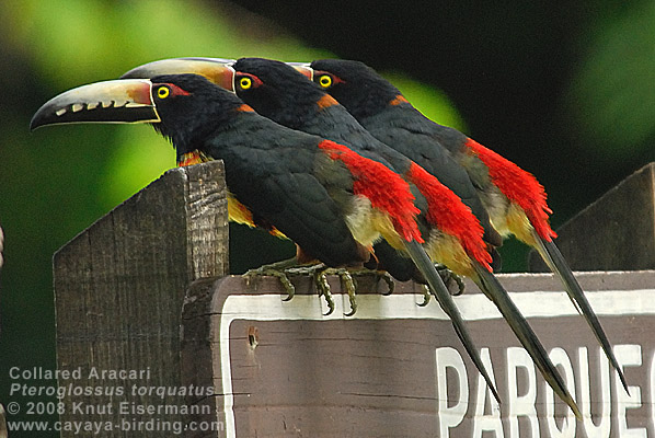 Collared Aracari