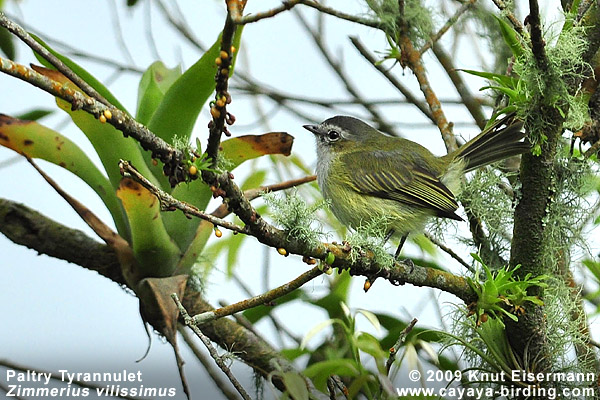Paltry Tyrannulet