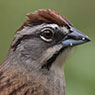 Rusty Sparrow