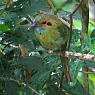 Blue-throated Motmot