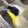 Common Yellowthroat