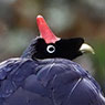 Horned Guan