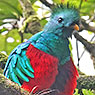 Resplendent Quetzal