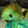 Resplendent Quetzal