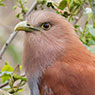 Common Squirrel-Cuckoo