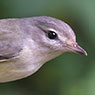 Eastern Warbling-Vireo