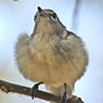 Plumbeus Vireo