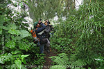 cloud forest