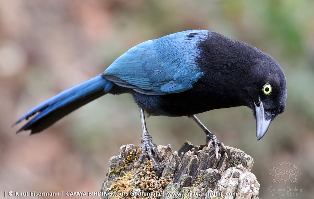 adult Bushy-crested Jay in Guatemala